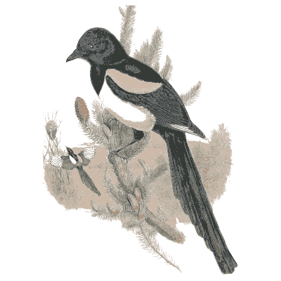 Magpie on the ground