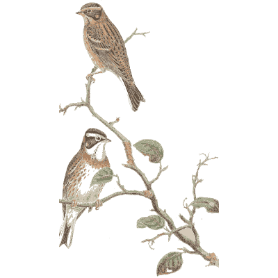 Bird on a slender branch