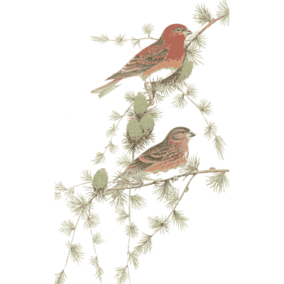Redpolls on a branch