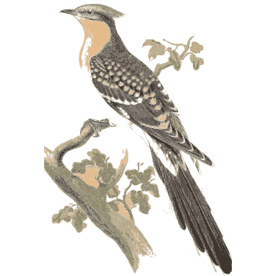 Cuckoos on a branch
