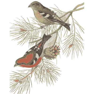 Finches on a pine