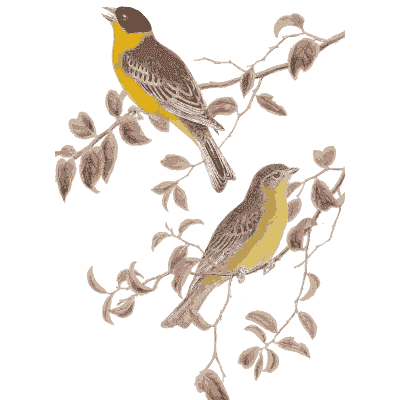 Buntings on a leafy branch - The Birds of Great Britain, Volume 3 - 1873