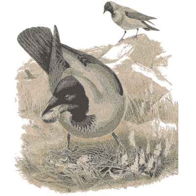 Hooded crows on the ground - The Birds of Great Britain, Volume 3 - 1873