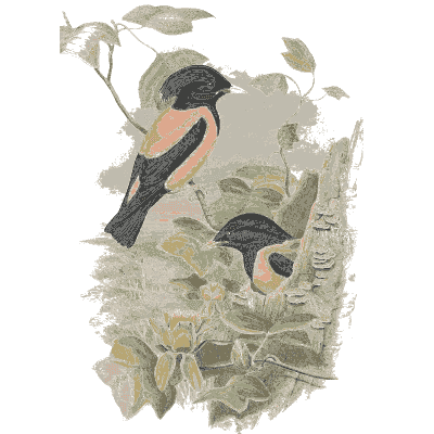 Stonechats on a bush - The Birds of Great Britain, Volume 3 - 1873
