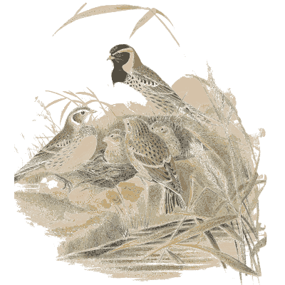 Buntings among reeds - The Birds of Great Britain, Volume 3 - 1873