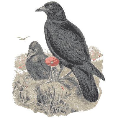 Crows on the ground - The Birds of Great Britain, Volume 3 - 1873