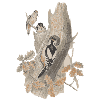 Woodpeckers on a trunk