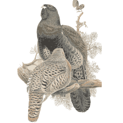 Grouse on a branch