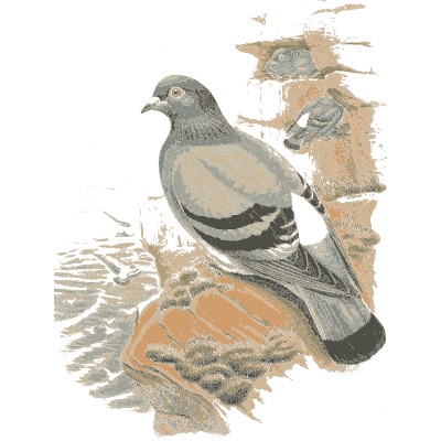 Doves at a nest