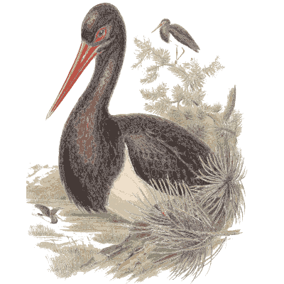 Stork at a nest