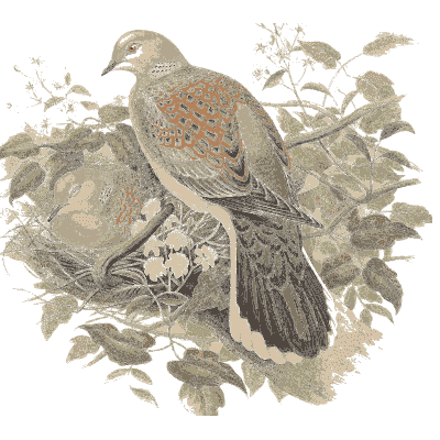 Turtle dove among leaves - The Birds of Great Britain, Volume 4 - 1873