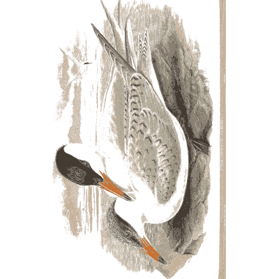 Tern resting on the shore - The Birds of Great Britain, Volume 5 - 1873