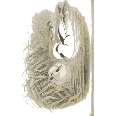 Pair of terns in the grass - The Birds of Great Britain, Volume 5 - 1873