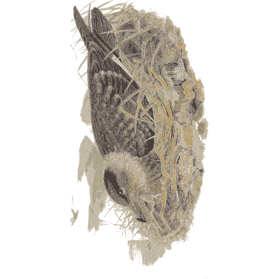 Duck on a nest - The Birds of Great Britain, Volume 5 - 1873