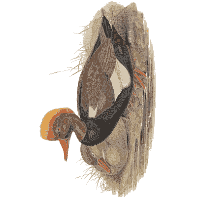 Duck on a stony bank - The Birds of Great Britain, Volume 5 - 1873