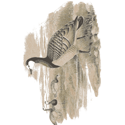 Barnacle goose on the shore - The Birds of Great Britain, Volume 5 - 1873