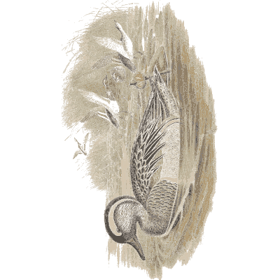 Barred duck on the water - The Birds of Great Britain, Volume 5 - 1873