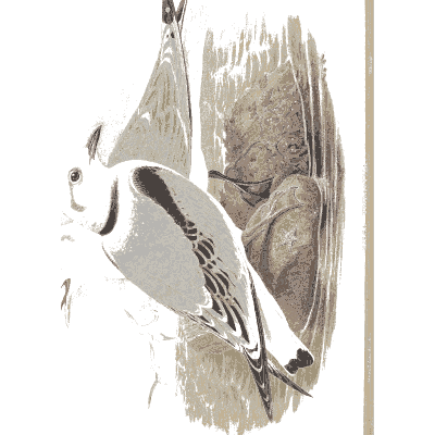 Gulls on the rocks - The Birds of Great Britain, Volume 5 - 1873