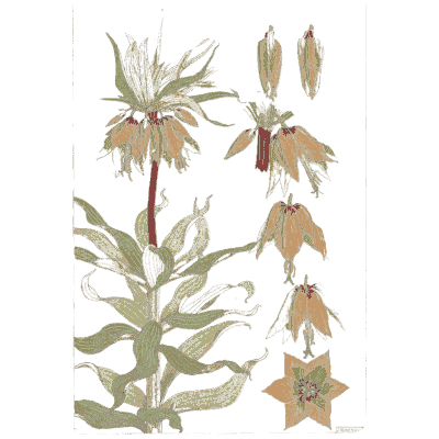 Crown imperial fritillary study - La Plante et ses Applications Ornementales - 1896