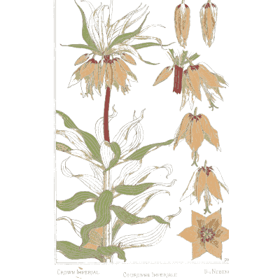 Crown imperial plate - La Plante et ses Applications Ornementales - 1896