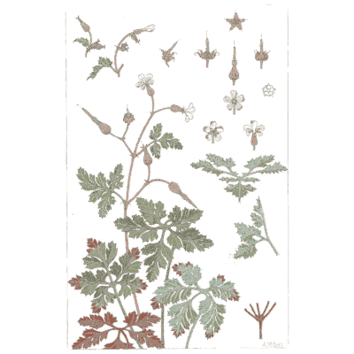 Geranium study - La Plante et ses Applications Ornementales - 1896