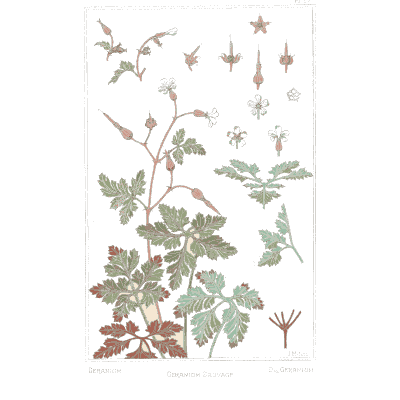 Plant study with small motifs - La Plante et ses Applications Ornementales - 1896