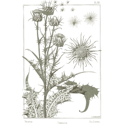 Thistle study - La Plante et ses Applications Ornementales - 1896