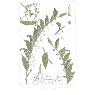 Solomon's seal study - La Plante et ses Applications Ornementales - 1896