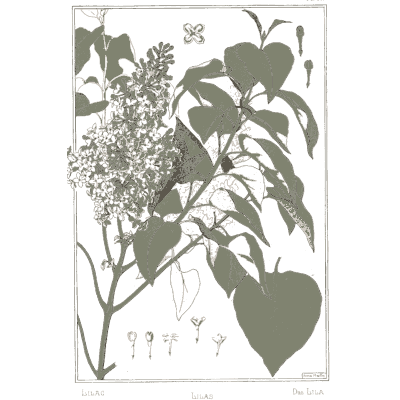 Lilac study - La Plante et ses Applications Ornementales - 1896