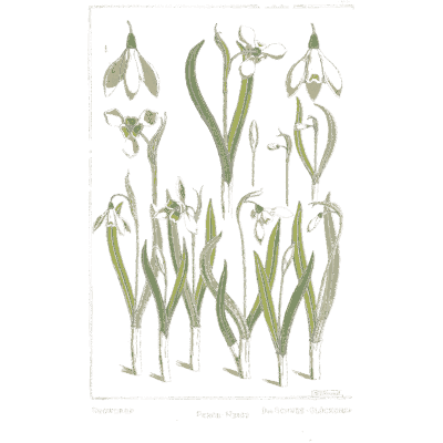 Flower 05 - La Plante et ses Applications Ornementales - 1896