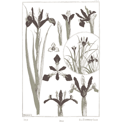 Iris study - La Plante et ses Applications Ornementales - 1896