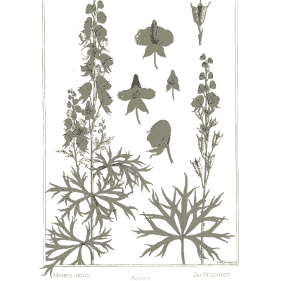 Monkshood study - La Plante et ses Applications Ornementales - 1896