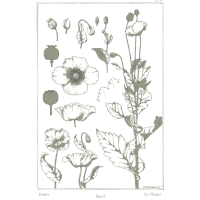 Poppy study - La Plante et ses Applications Ornementales - 1896