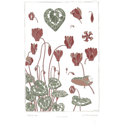 Cyclamen study - La Plante et ses Applications Ornementales - 1896