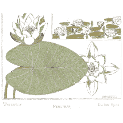 Flower 08 - La Plante et ses Applications Ornementales - 1896