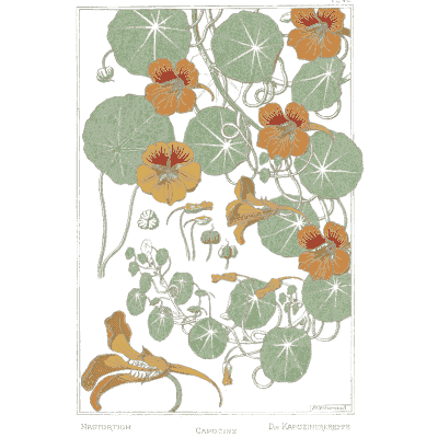 Nasturtium study - La Plante et ses Applications Ornementales - 1896