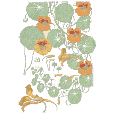 Nasturtium plant study - La Plante et ses Applications Ornementales - 1896