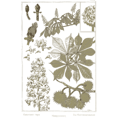 Horse chestnut study - La Plante et ses Applications Ornementales - 1896
