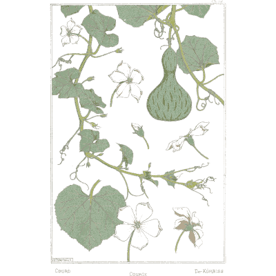 Gourd plant study - La Plante et ses Applications Ornementales - 1896