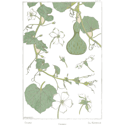 Gourd vine study - La Plante et ses Applications Ornementales - 1896