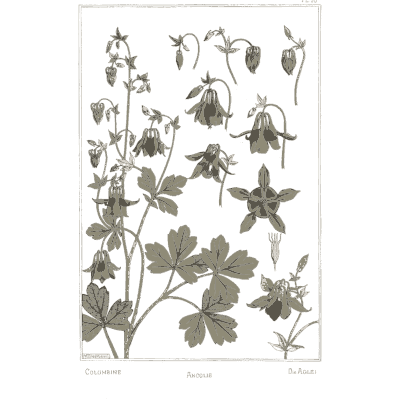 Columbine study - La Plante et ses Applications Ornementales - 1896
