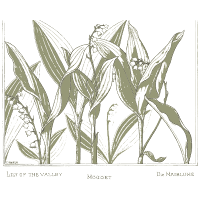 Lily of the valley study - La Plante et ses Applications Ornementales - 1896