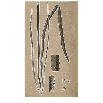 Grass blades with cut sections - Scottish Cryptogamic Flora, Volume 1 - 1823
