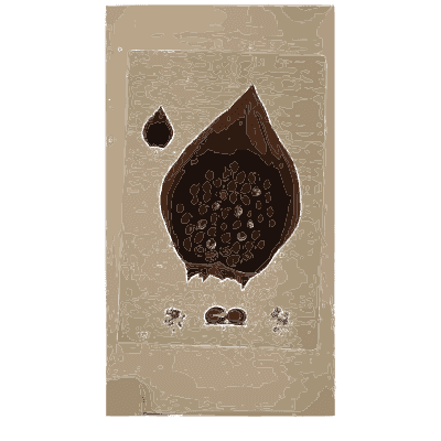 Dark cup fungus - Scottish Cryptogamic Flora, Volume 1 - 1823