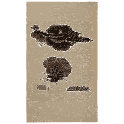 Clustered bracket fungi - Scottish Cryptogamic Flora, Volume 1 - 1823