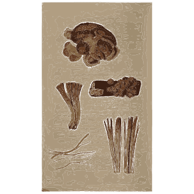Bracket fungus with fragments - Scottish Cryptogamic Flora, Volume 1 - 1823