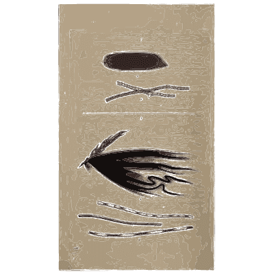 Dark spined fungus - Scottish Cryptogamic Flora, Volume 1 - 1823