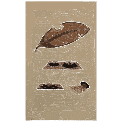Leaf with fungal spots - Scottish Cryptogamic Flora, Volume 1 - 1823