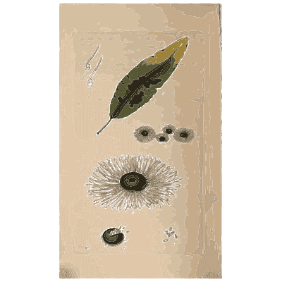 Leaf with disc fungi - Scottish Cryptogamic Flora, Volume 1 - 1823
