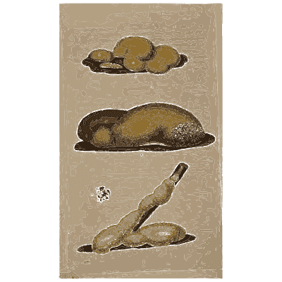 Yellow fungus on a twig - Scottish Cryptogamic Flora, Volume 1 - 1823